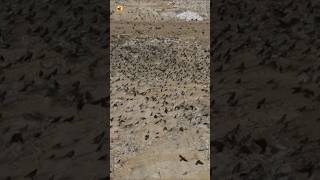 Crow Sounds (Thousands Of Black Birds Flying Over Garbage Landfill Site)