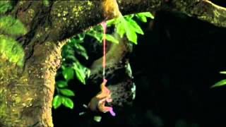 BBC - Leopard Slug Mating