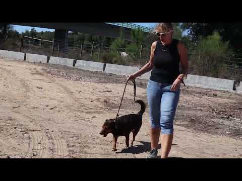 Vídeo de GIL