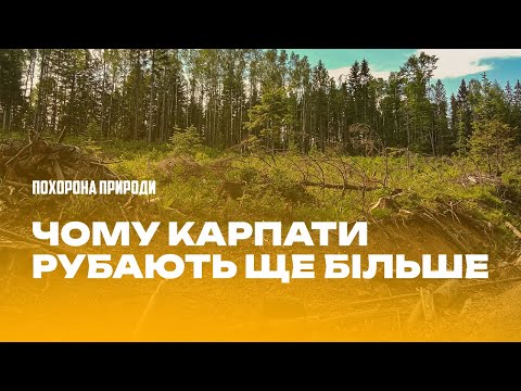 Почему Карпаты вырубают еще больше?