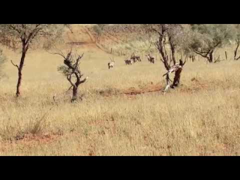 My eerste Kalahari Gemsbok 2016
