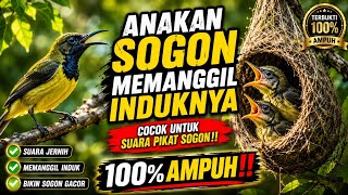 Download lagu SUARA ANAKAN SOGON MEMANGGIL INDUKNYA || COCOK UNTUK SUARA PIKAT‼️ #sogon #pancingansogon  mp3