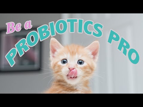 Probiotics for Kittens: Be a Probiotics PRO!