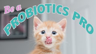 Probiotics for Kittens: Be a Probiotics PRO!