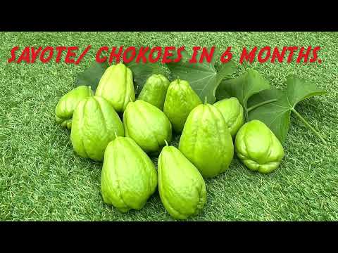 Plant Chokos for Beginner