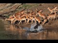 Crocodile Hunts Impala 3rd Time Lucky Not Easy To See These Reptiles Catch A Meal But We Did