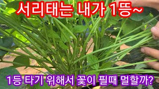 서리태 콩은 내가 1등 꽃이 피면서 아주 중요한것은? 서리태 추비,병충해,서리태꽃  귀농귀촌,전원일기 농사,…