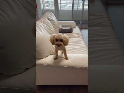 経営学科 トリミングから帰って激しく掘り掘りするトイプードル8ヶ月 #toypoodle #トイプードル #puppy