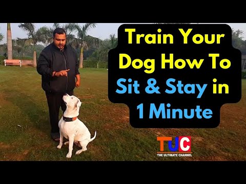 How To Teach Your Dog Sit and Stay | Train Your Dog | Dog Training Videos | TUC