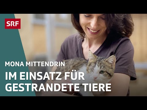 Tierpflege und Vermittlungen im grössten Tierheim der Schweiz | Mona mittendrin 2022 | SRF Dok