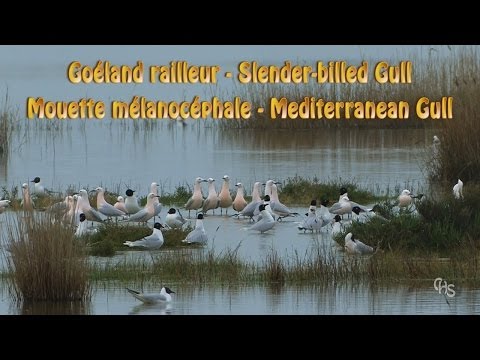 download lagu mp3 mp4 Goéland Railleur, download lagu Goéland Railleur gratis, unduh video klip Goéland Railleur