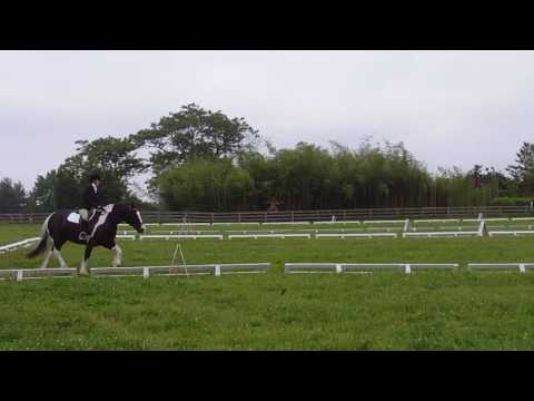 Quinn Waredaca Dressage