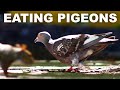 The History And Virtues Of Eating Pigeon Meat Squab