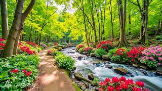 Beautiful Relaxing Music 🌿 Calm Sounds for Stress Relief, Healing and Deep sleep #1