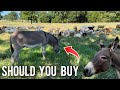 Should You Buy A Donkey Livestock Guardian Donkey