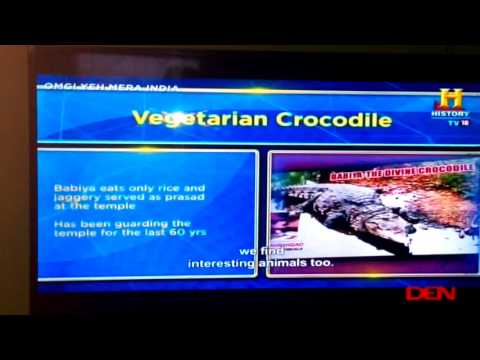 Vegetarian crocodile