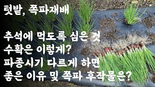 쪽파, 추석에 먹도록 심은 것! 수확은 이렇게?  