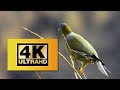 4K Bird Nature A Stunning Journey Through Avian Wonders