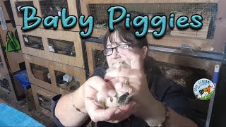 Sexing Guinea Baby Pig Pups And When to Separate Males