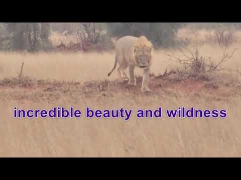 Lions of Taita Hills: Face to Face with the Kings of the Savanna 🦁🇰🇪 #KenyaSafari