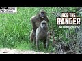 Baboon Troop Pairing And Grooming The Ultimate Social Dynamics