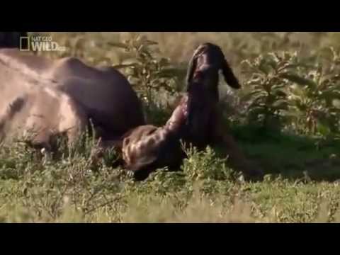 Brutal Killers   National Geographic
