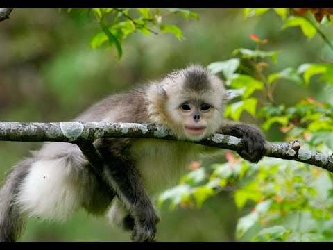 Forest protections in China aim to help the snub-nosed monkey