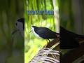 waterhen | white breasted waterhen bird #bird #nature
