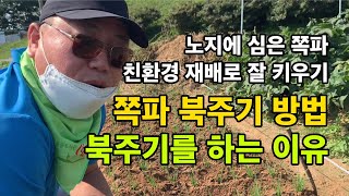 쪽파 북주기하는 요령 / 북주기 해야 하는 이유 / 노지 쪽파 제초작업 / 친환경 재배 / 북주기 방법 / …