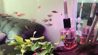 [閒聊] 火翅真的很難捉摸