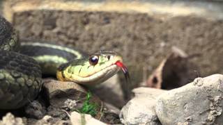 Organic Natural Pest Control the amazing Garter Snake