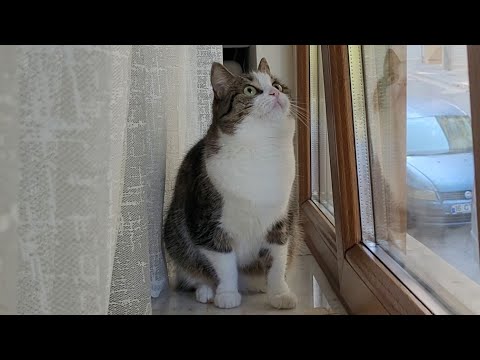 cat Misha hunts birds!  or are they laughing at her?