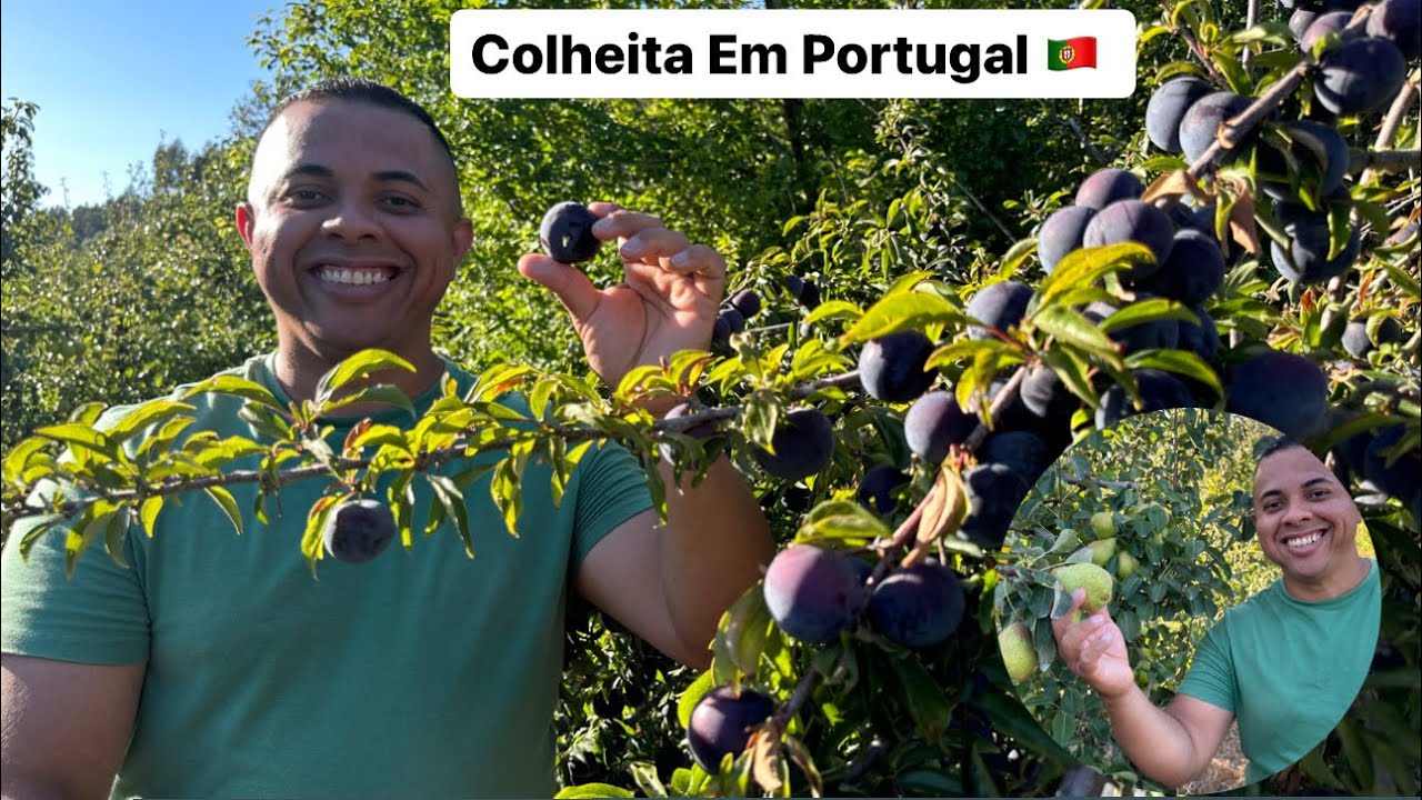 Colheita das frutas 🍐🍇🍒🍎 em Portugal 🇵🇹