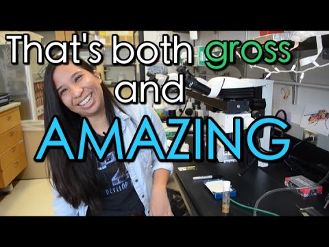 Fruit Fly Guts with Leslie! | Lab Next Door