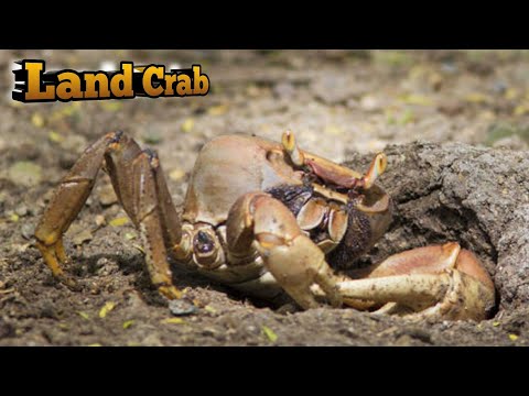 e304 - Kuray Land Crabs Hunting
