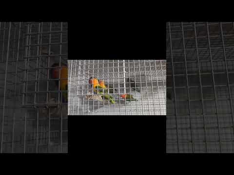 🤩🤩African Birds || Love birds #lovebird #shorts