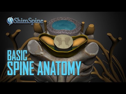Basic Spine Anatomy