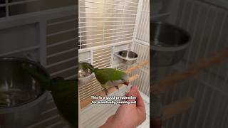 Getting Quaker Parrot Used to My Hands in His Cage