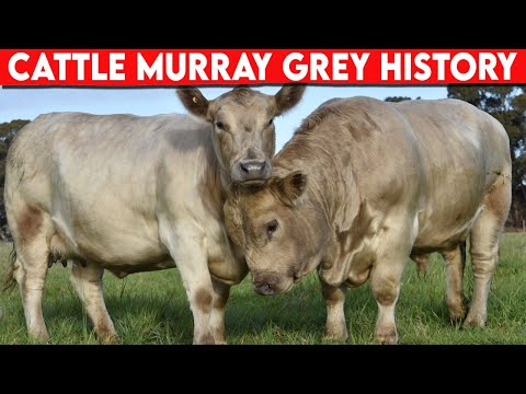 , title : '⭕ Cattle Breeds Murray Grey HISTORY ✅  Cattle MURRAY GREY  / Bulls MURRAY GREY'