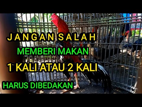 , title : 'Wajib Tau Berapa Kali Sebenarnya Ayam Dewasa di Kasih Makan Dalam Sehari'