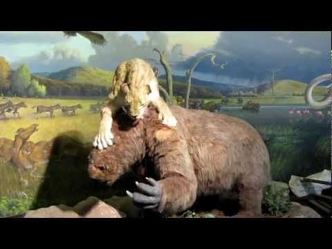 Sabertooth Tiger versus Giant Sloth