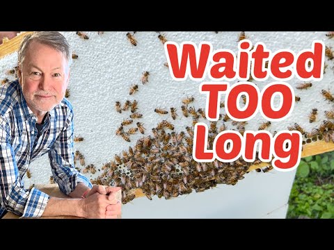 Beekeeping: Bad News IF You Wait Too Long!