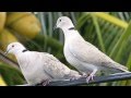 Dove Pictures and Sounds