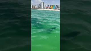 ‏תיעוד: הכריש שאותר בחופי אשדוד (צילום: עיריית אשדוד) (חדשות ערוץ 7) - התמונה מוצגת ישירות מתוך אתר האינטרנט יוטיוב. זכויות היוצרים בתמונה שייכות ליוצרה. קישור קרדיט למקור התוכן נמצא בתוך דף הסרטון