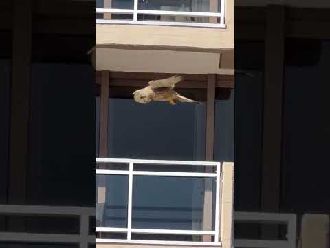 Esse compete com a DJI