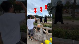 Download lagu You Won’t Believe How These Bears Catch Their Food! 🐻🔥 #shorts mp3