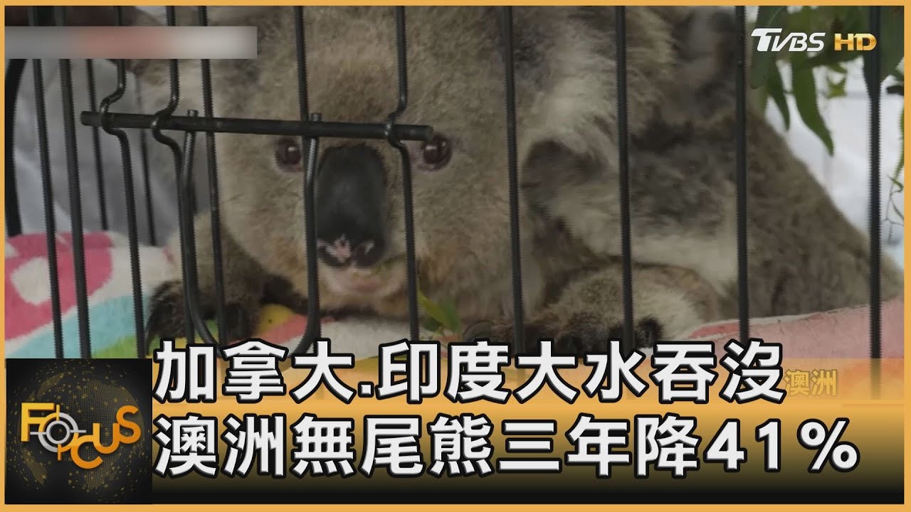 加拿大.印度大水吞沒 澳洲無尾熊三年降41%