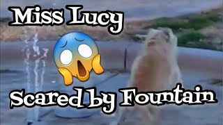 Dog scared by Water Fountain! She Never is, But Today! #short #shortvideo #shorts  #funnydog