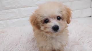 ハーフ犬の動画01