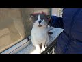 Cat With Grey Spot On His Nose Is So Hungry